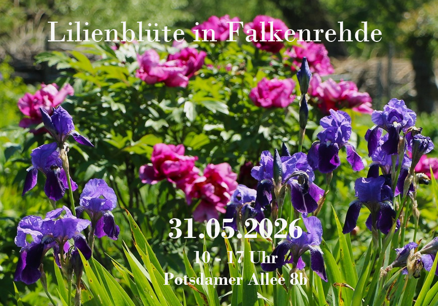 Irisblüte in Falkenrehde 31.5. 10:00 Uhr